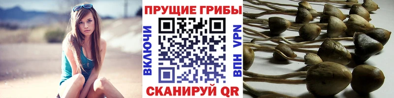 Псилоцибиновые грибы Cubensis Уссурийск